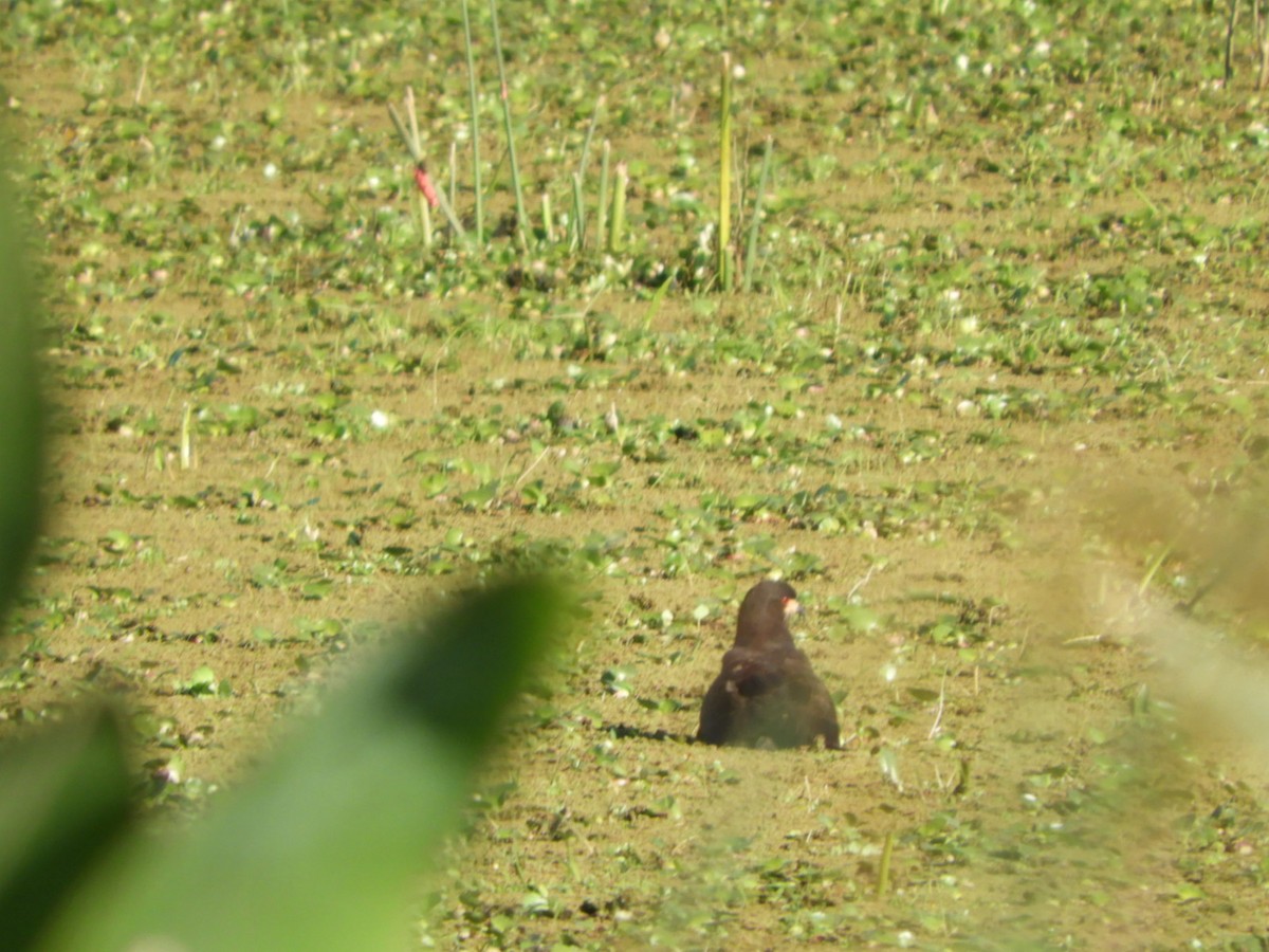 Snail Kite - Silvia Enggist