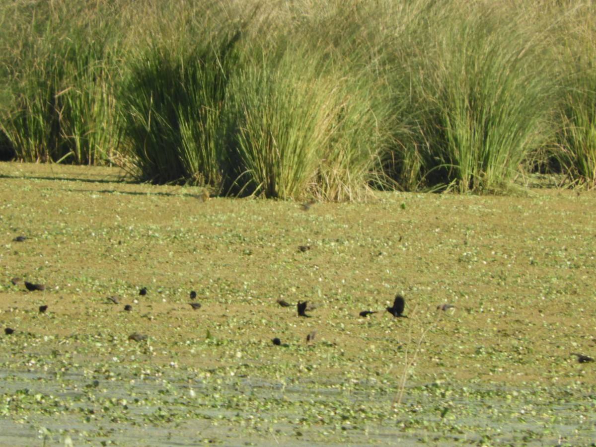 Chestnut-capped Blackbird - ML622707976