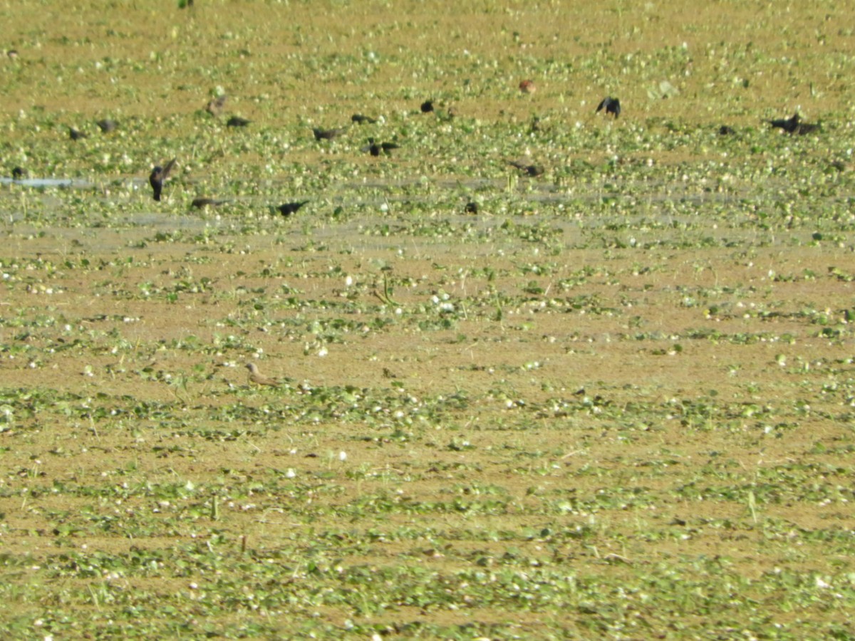 Chestnut-capped Blackbird - ML622707977