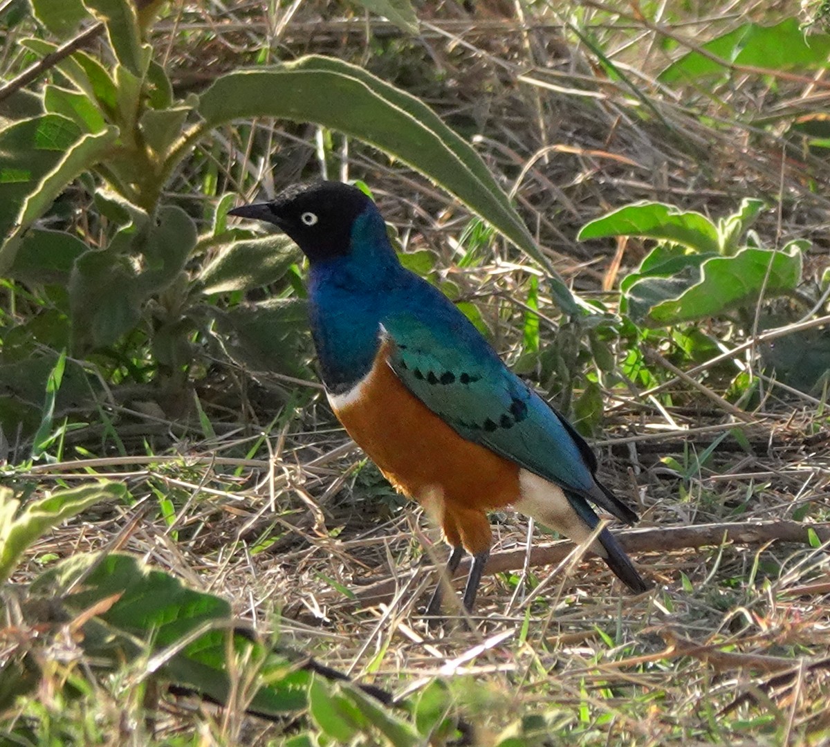 Hildebrandt's Starling - ML622708002