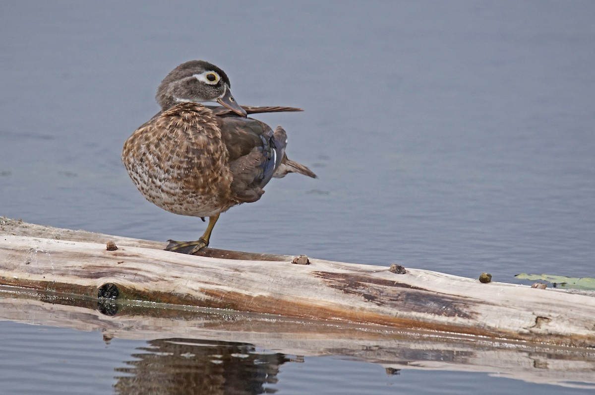 Wood Duck - ML622708080