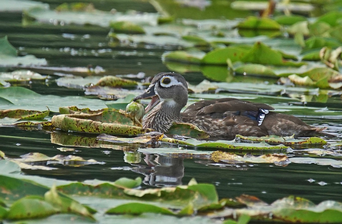 Wood Duck - ML622708081