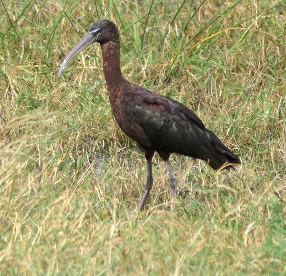 Hadada Ibis - ML622708091