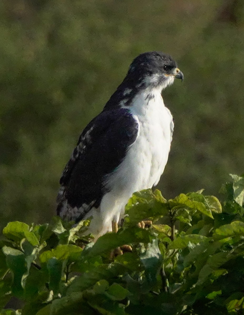 Augur Buzzard - ML622708207