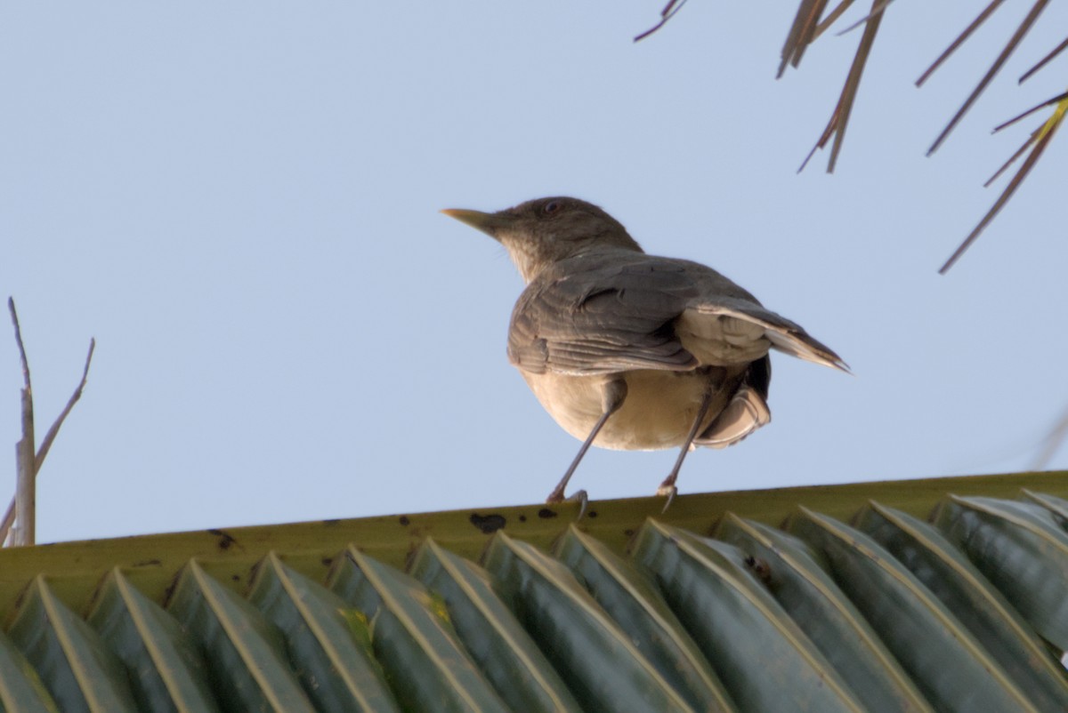 Clay-colored Thrush - ML622708311