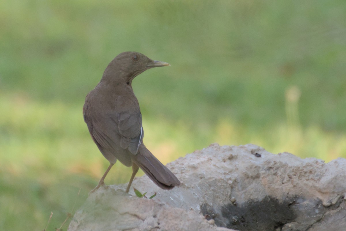 Clay-colored Thrush - ML622708312