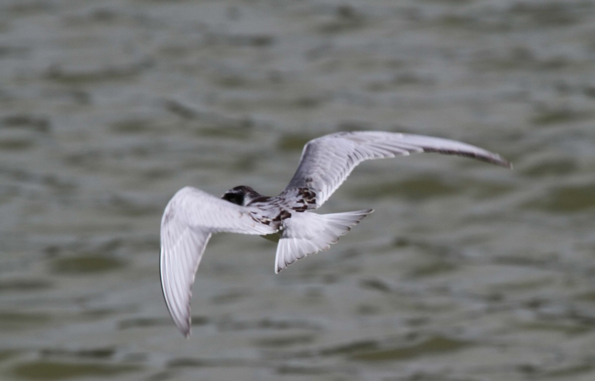 Black Tern - ML622708342