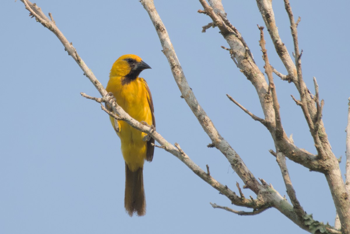 Orange Oriole - ML622708351