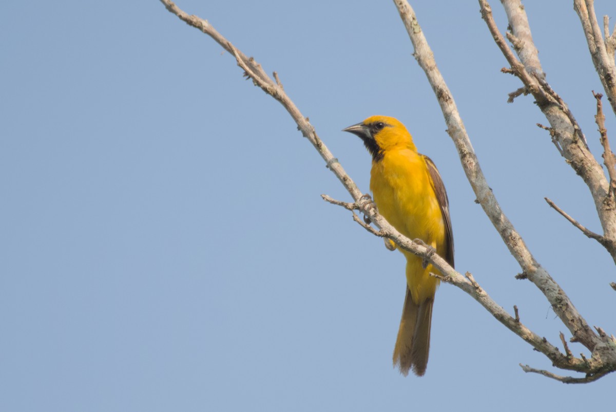 Orange Oriole - ML622708352