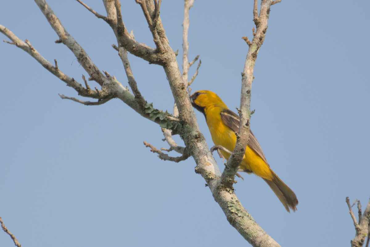 Orange Oriole - ML622708353