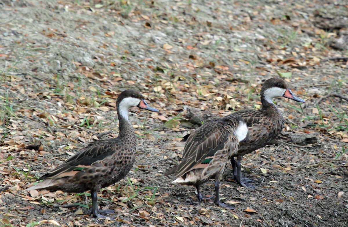 White-cheeked Pintail - ML622708376