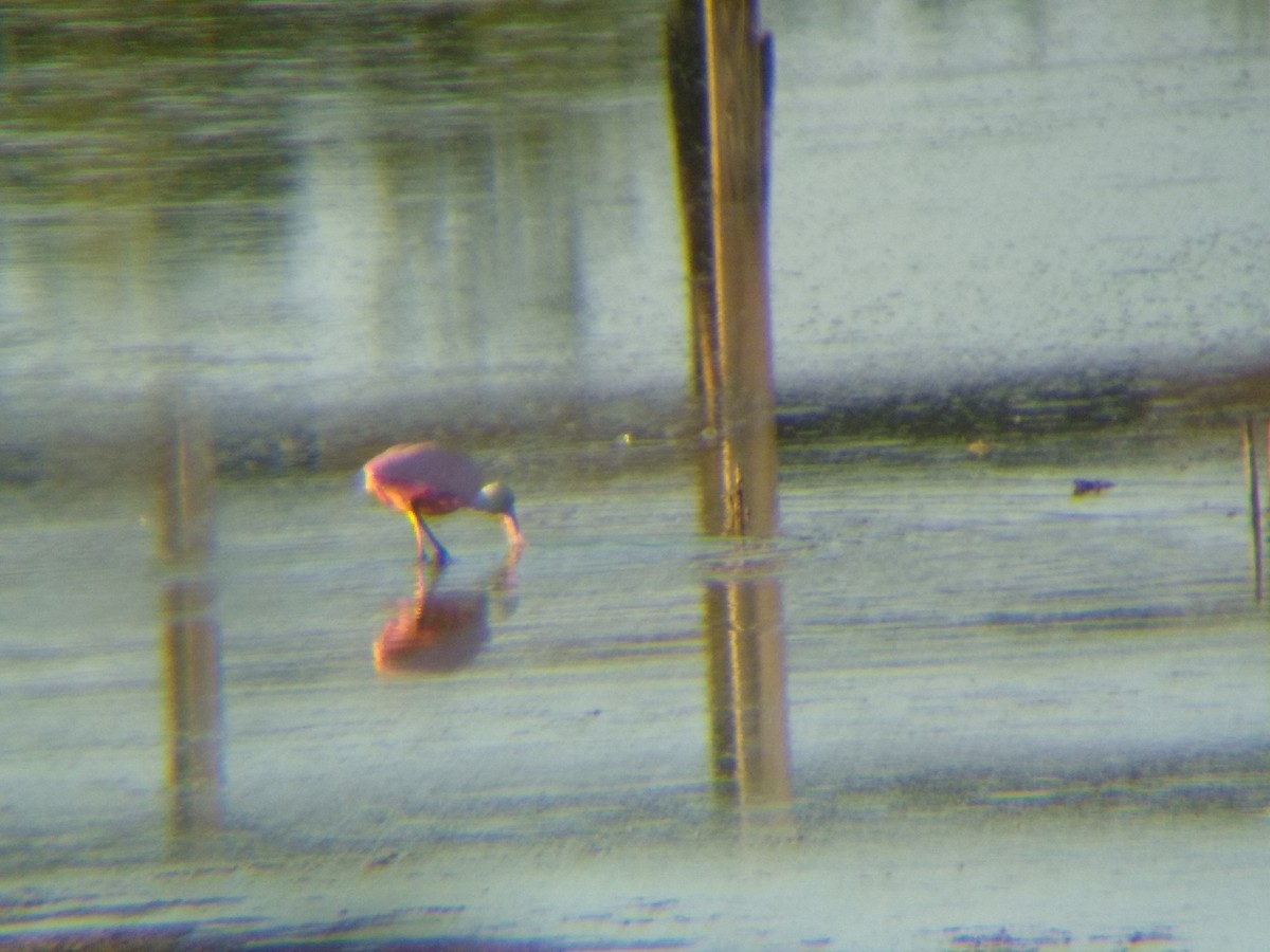 Roseate Spoonbill - ML622708387