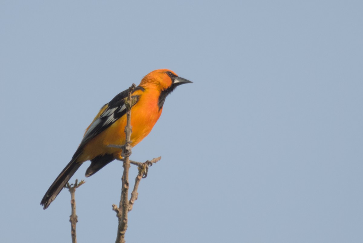 Altamira Oriole - ML622708395