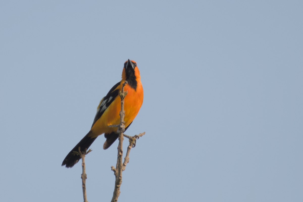 Altamira Oriole - ML622708396