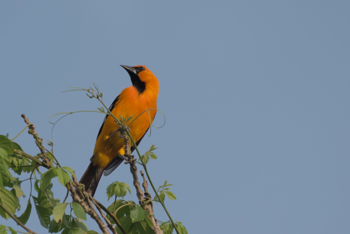 Altamira Oriole - ML622708397