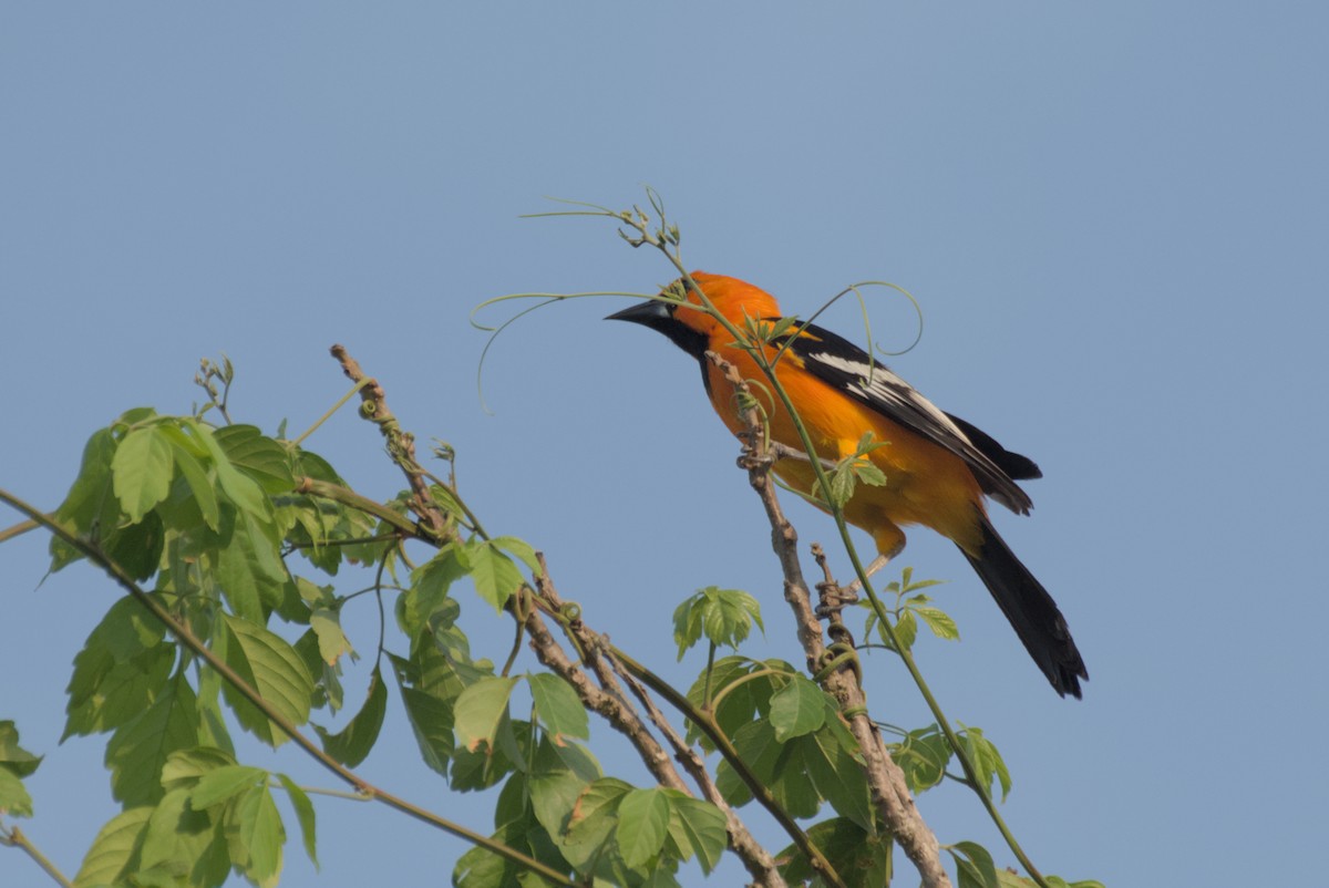 Altamira Oriole - ML622708398