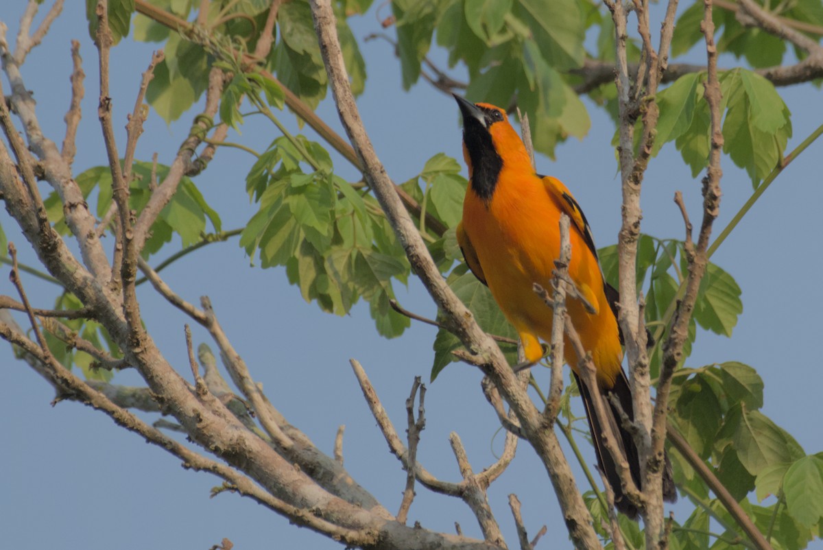 Altamira Oriole - ML622708399