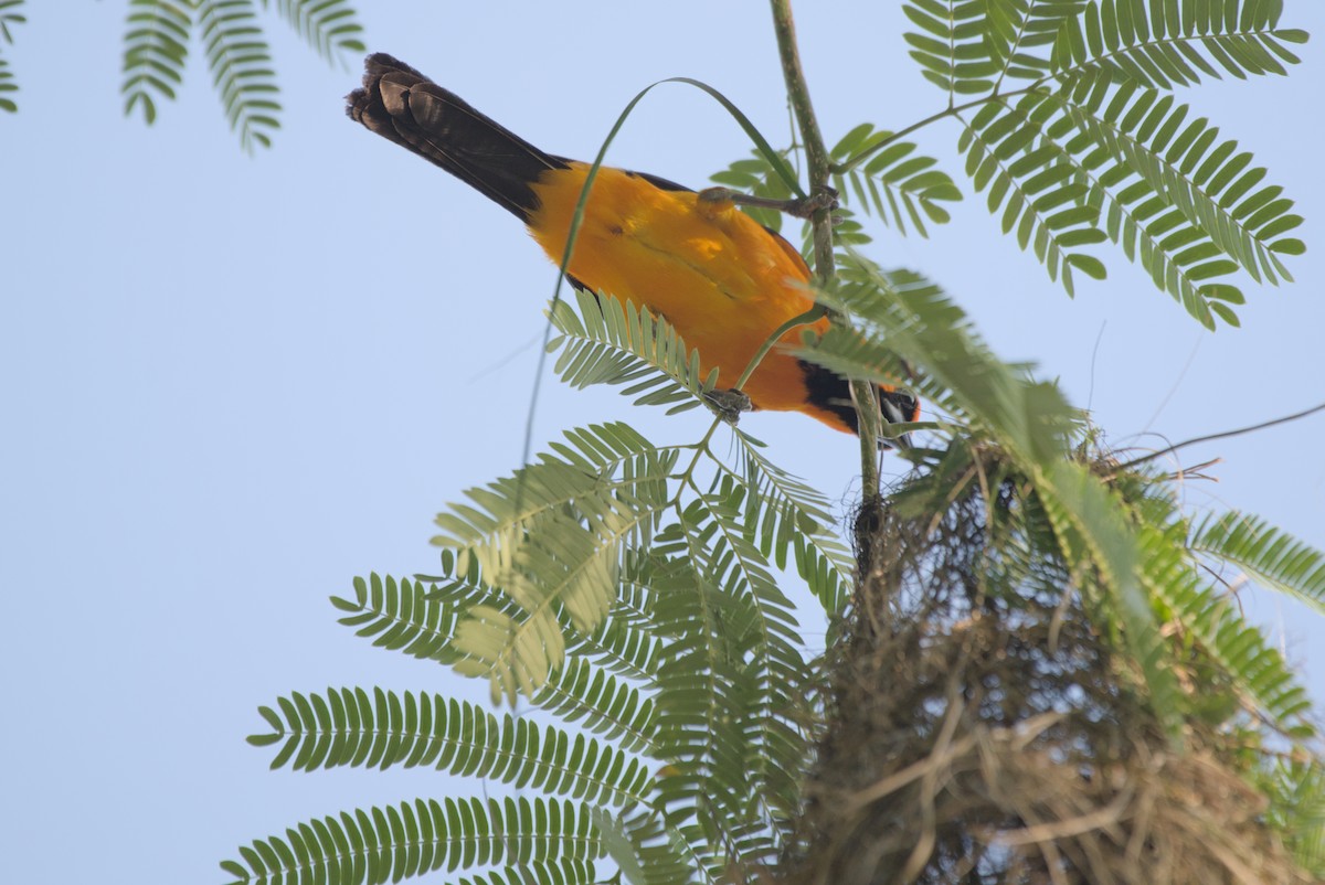 Altamira Oriole - ML622708401