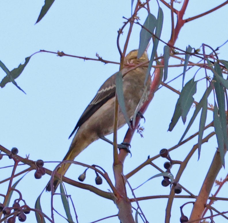 Bullock's Oriole - ML622708412