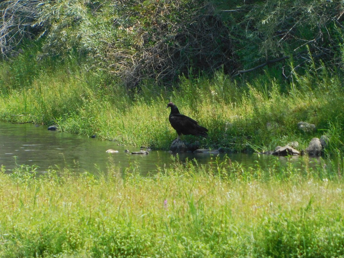 Turkey Vulture - ML622708417