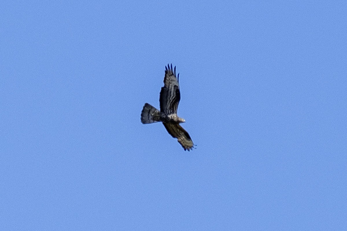 European Honey-buzzard - ML622708454