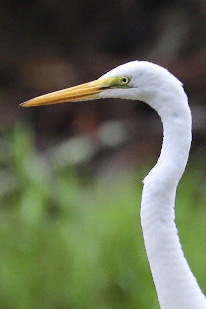 Great Egret - ML622708523