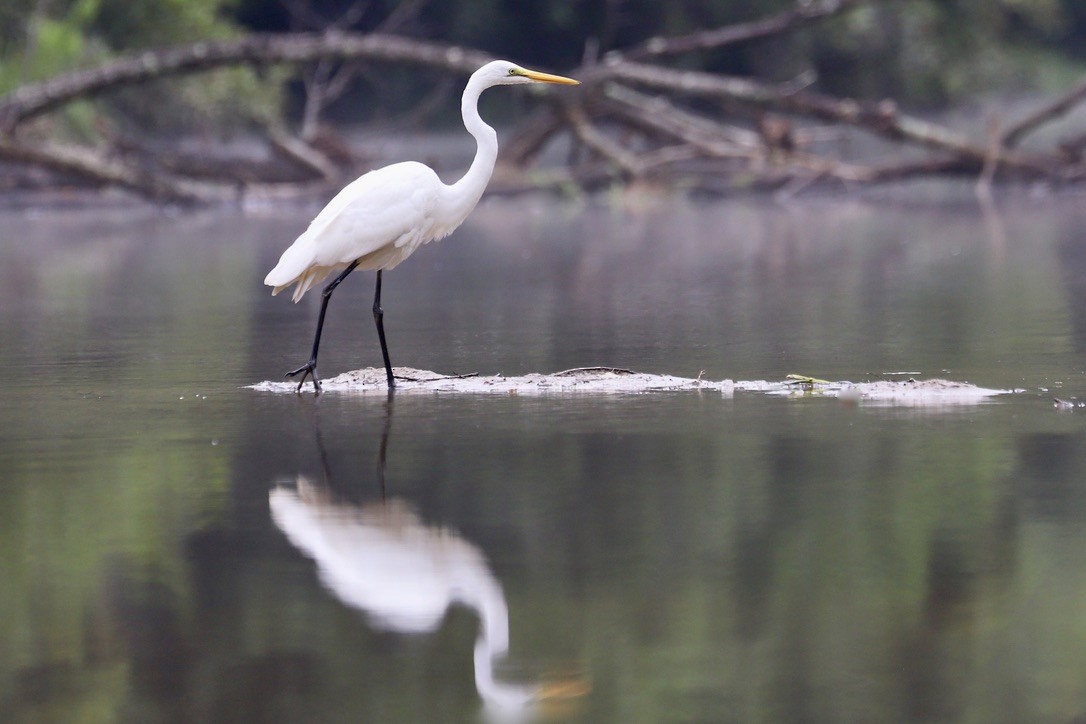 Great Egret - ML622708525