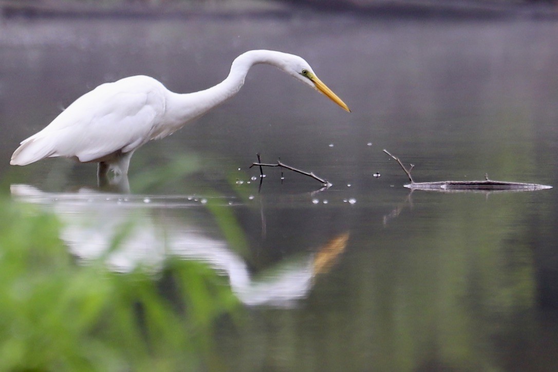 Great Egret - ML622708527