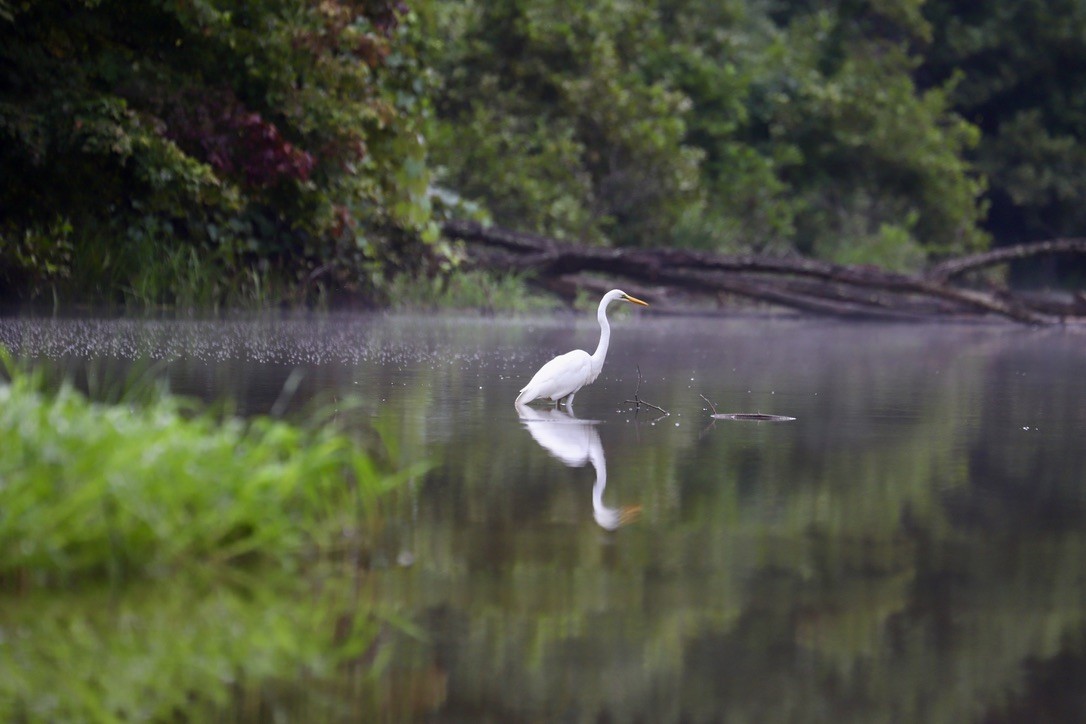 Great Egret - ML622708528