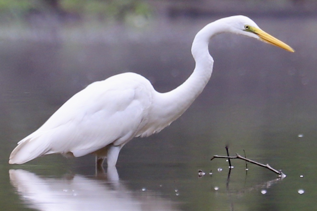 Great Egret - ML622708530