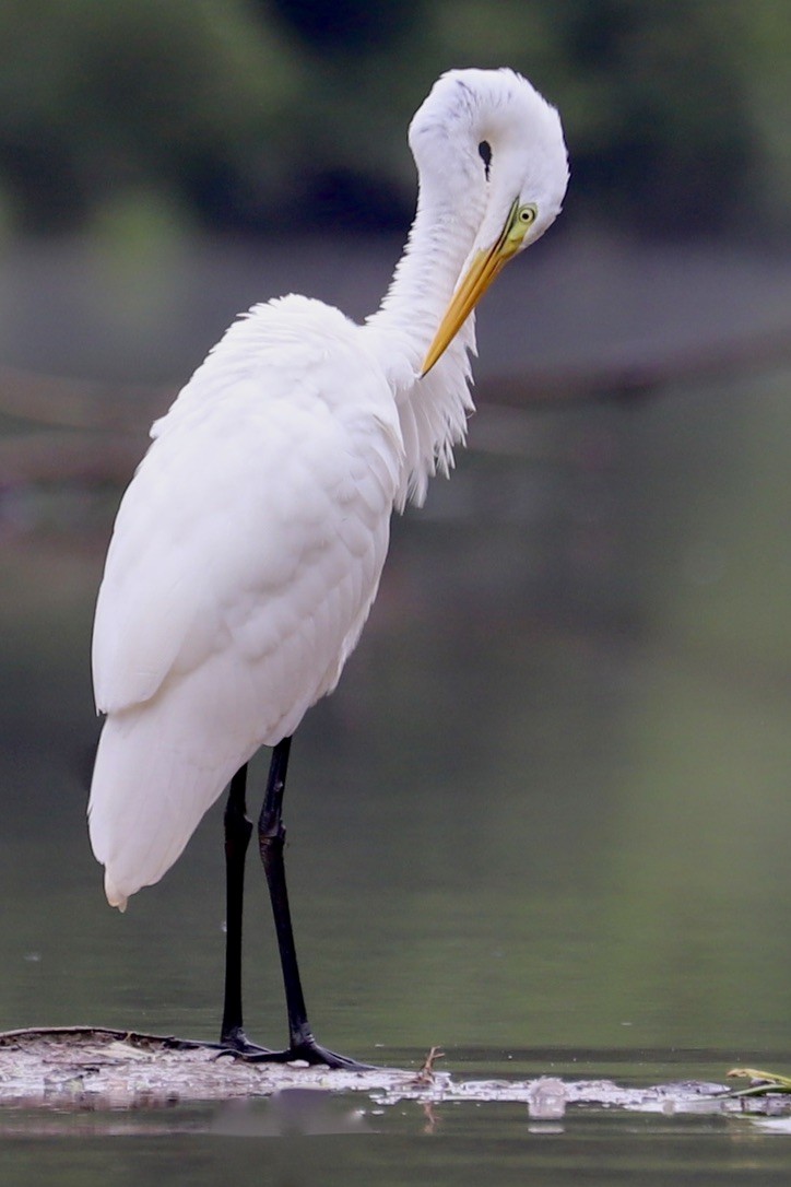 Great Egret - ML622708531