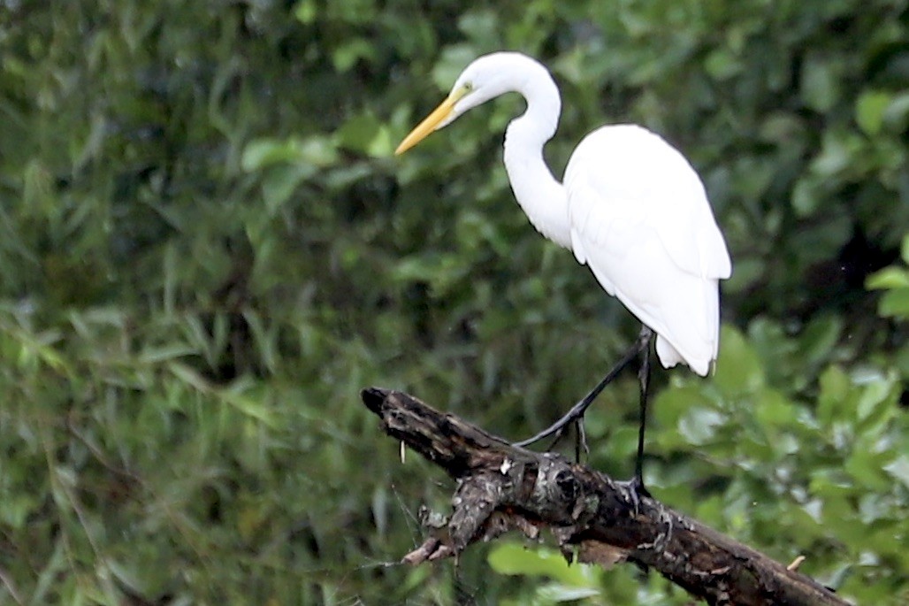 Great Egret - ML622708533