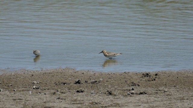 Baird's Sandpiper - ML622708545