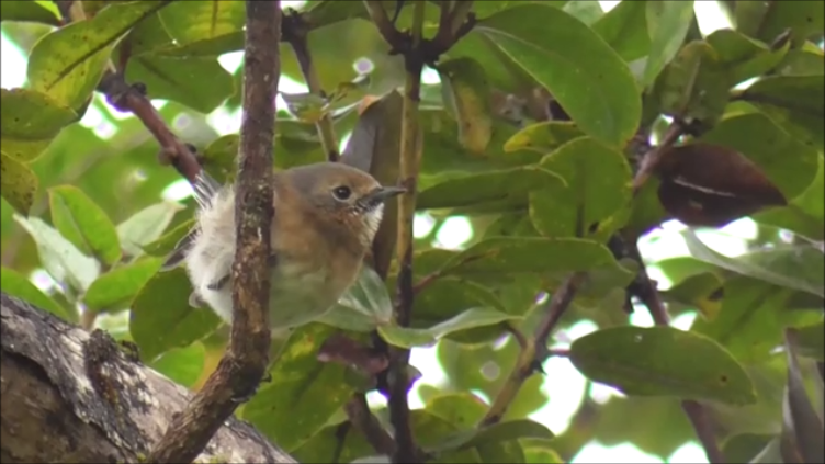 Kauai Elepaio - ML622708582