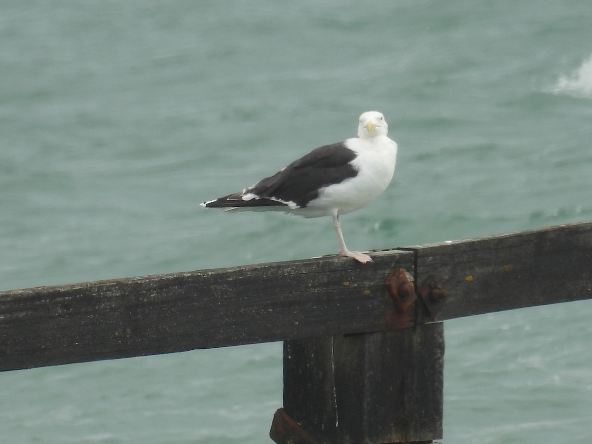 Great Black-backed Gull - ML622708650