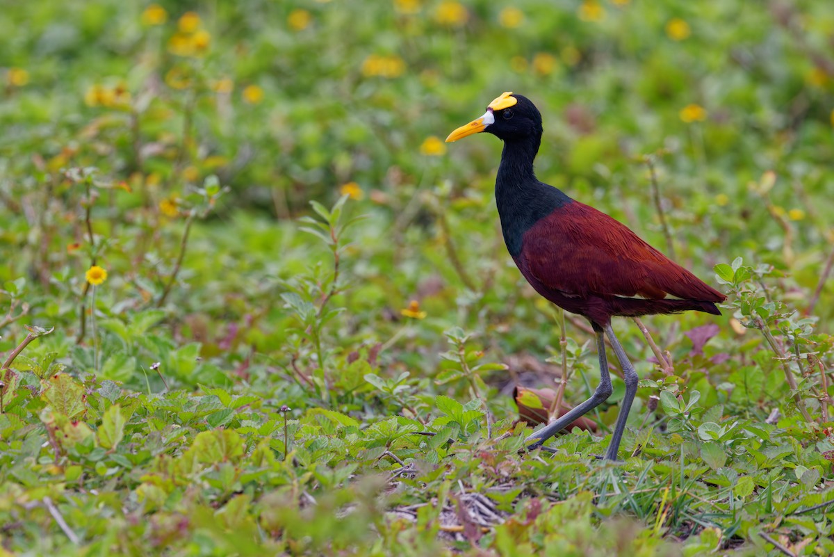 Jacana Centroamericana - ML622708651