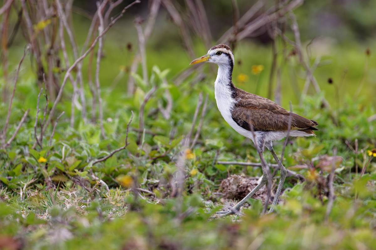 Jacana Centroamericana - ML622708652