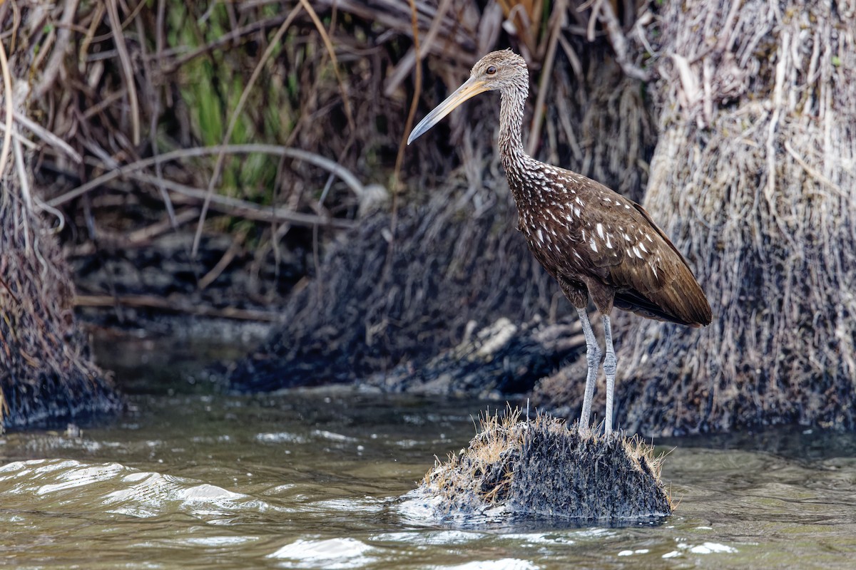 Limpkin - Marie-Pierre Rainville