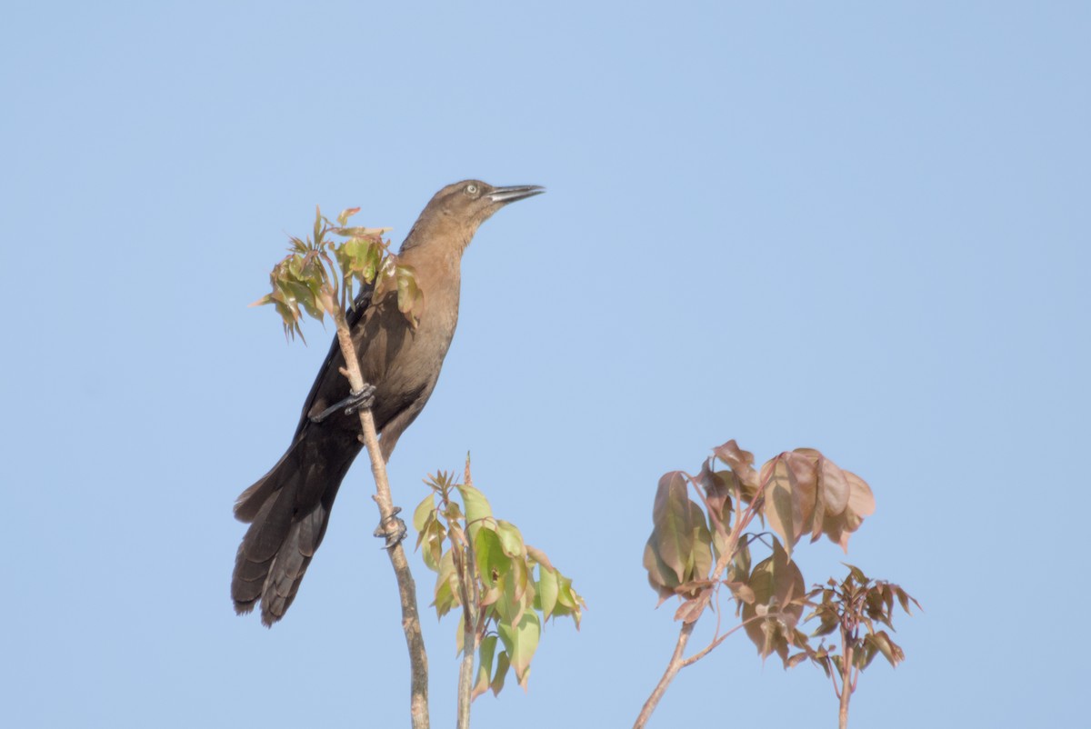 Great-tailed Grackle - ML622708684