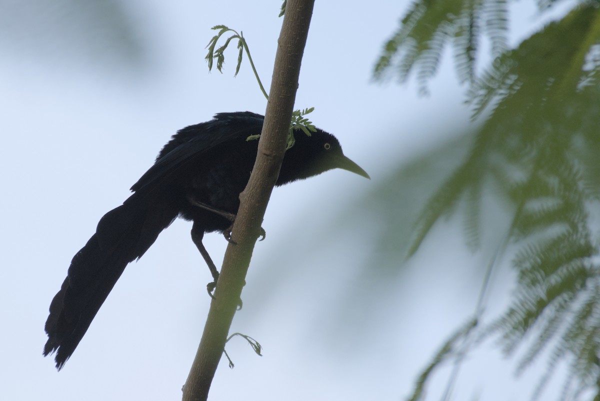 Great-tailed Grackle - Mike Marin