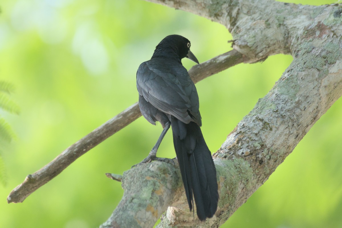 Great-tailed Grackle - ML622708686