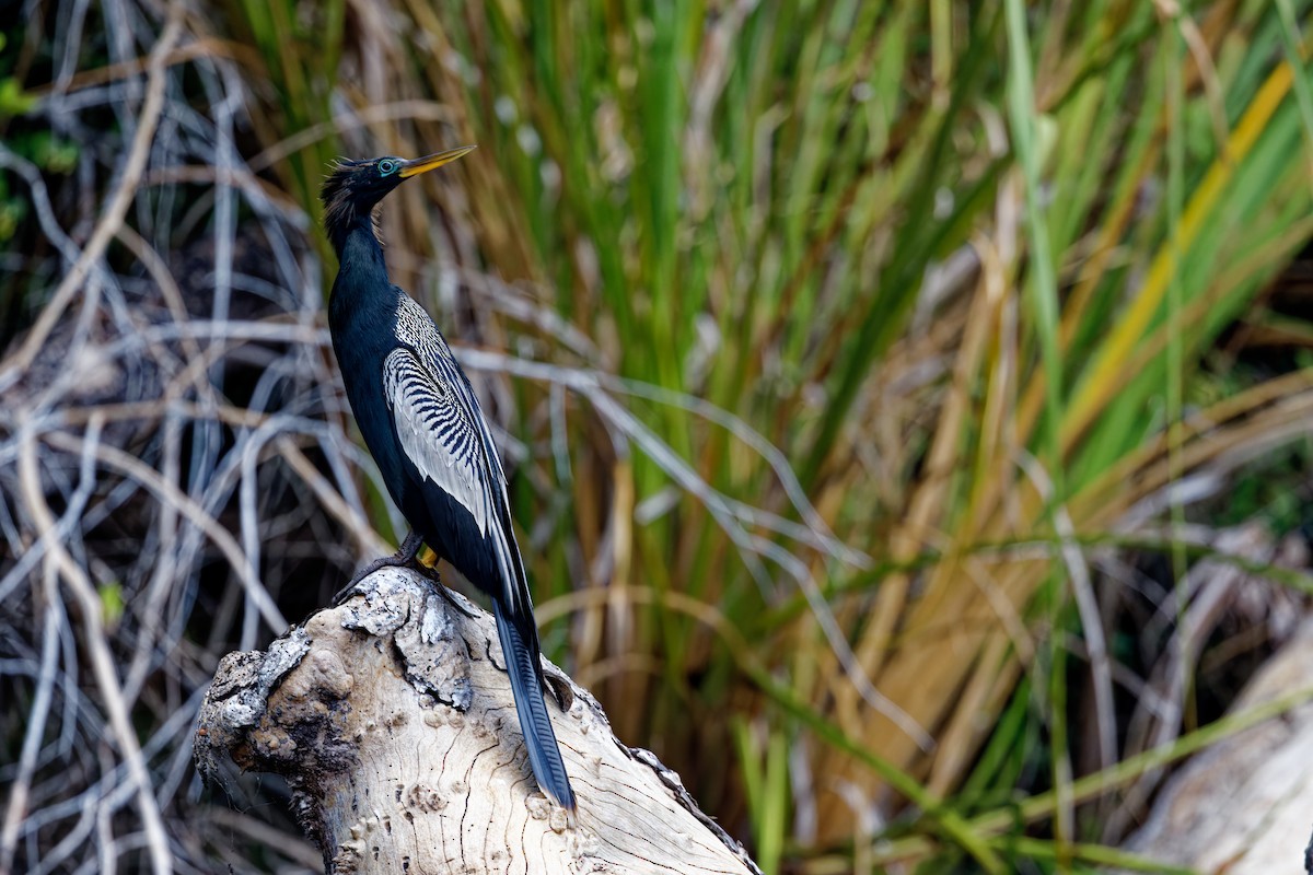 Anhinga Americana - ML622708688