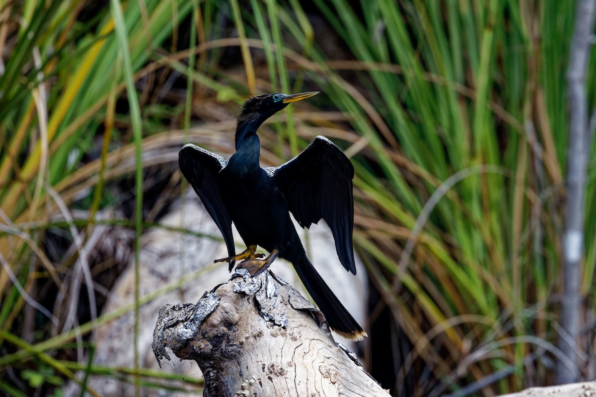 Anhinga Americana - ML622708689