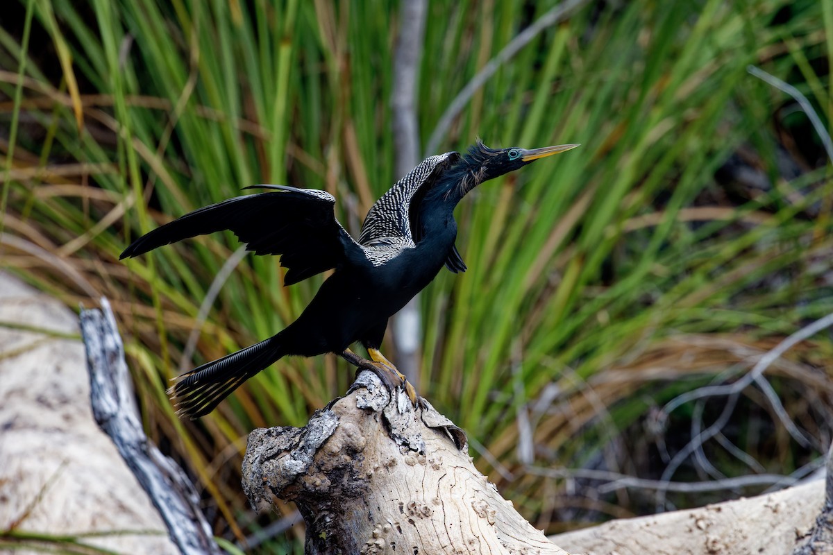 Anhinga - Marie-Pierre Rainville