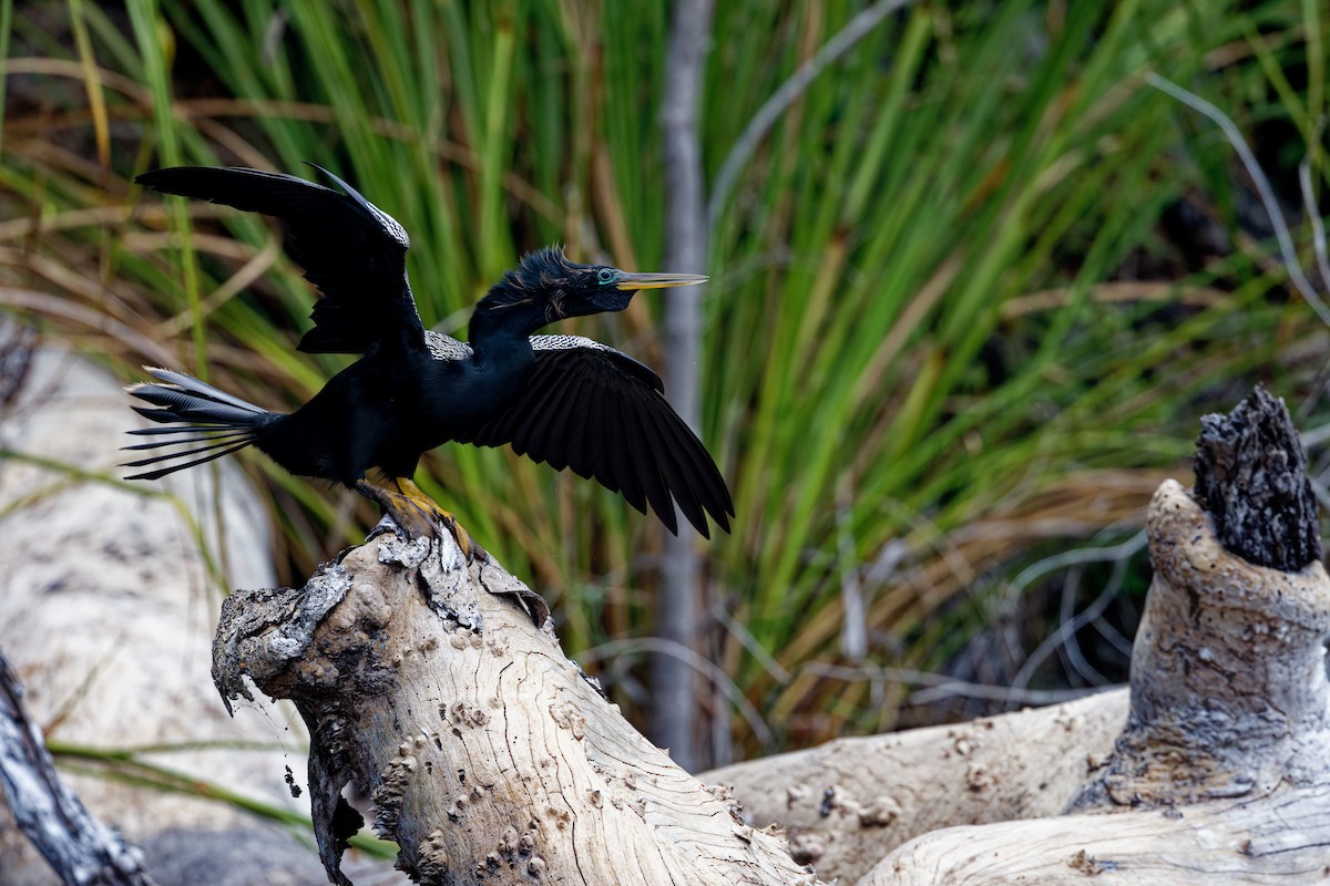 Anhinga Americana - ML622708691