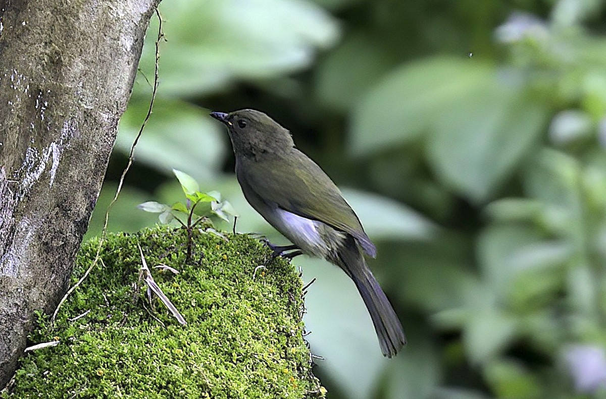 Fan-tailed Berrypecker - ML622708697