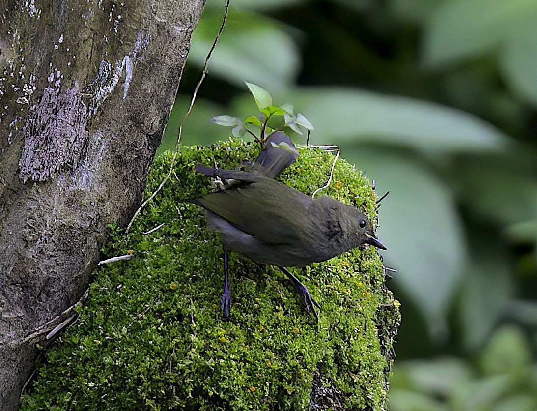 Fan-tailed Berrypecker - ML622708698