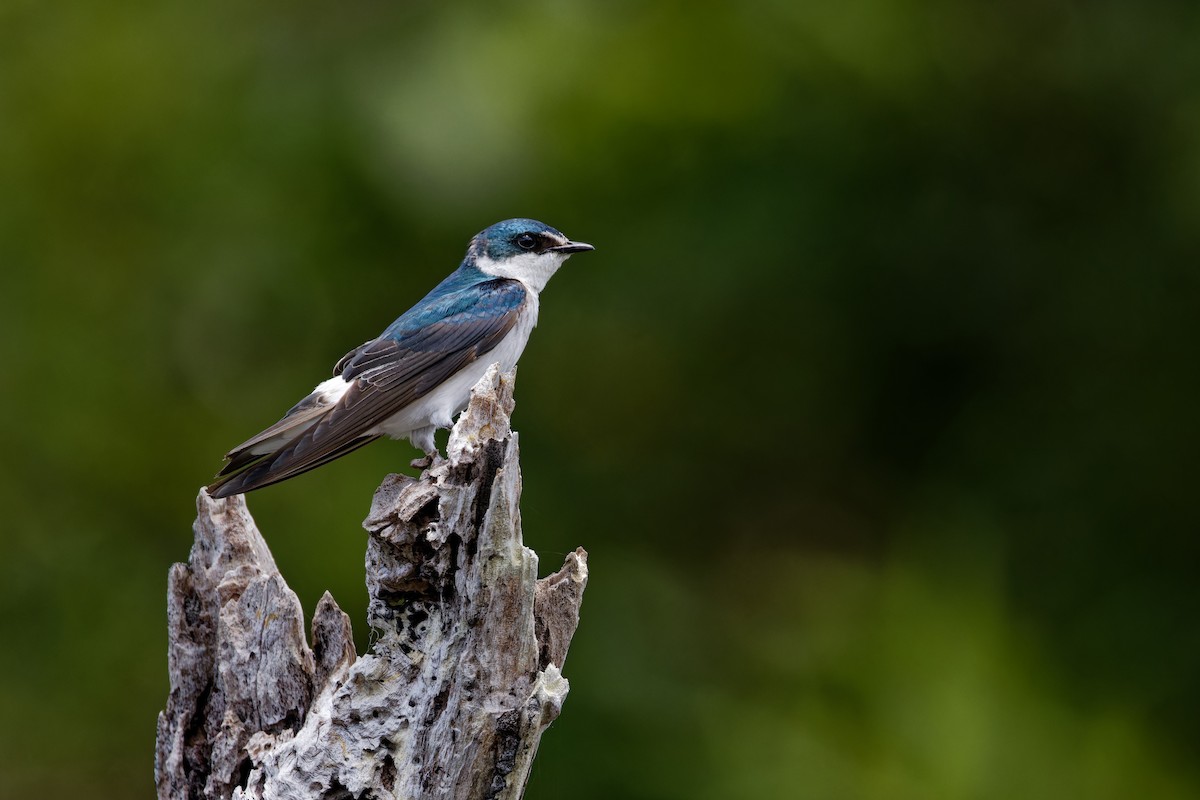 Golondrina de Manglar - ML622708714