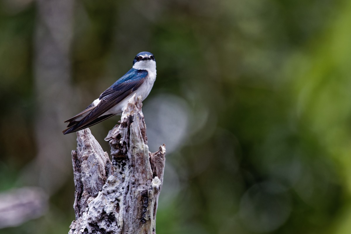 Golondrina de Manglar - ML622708715