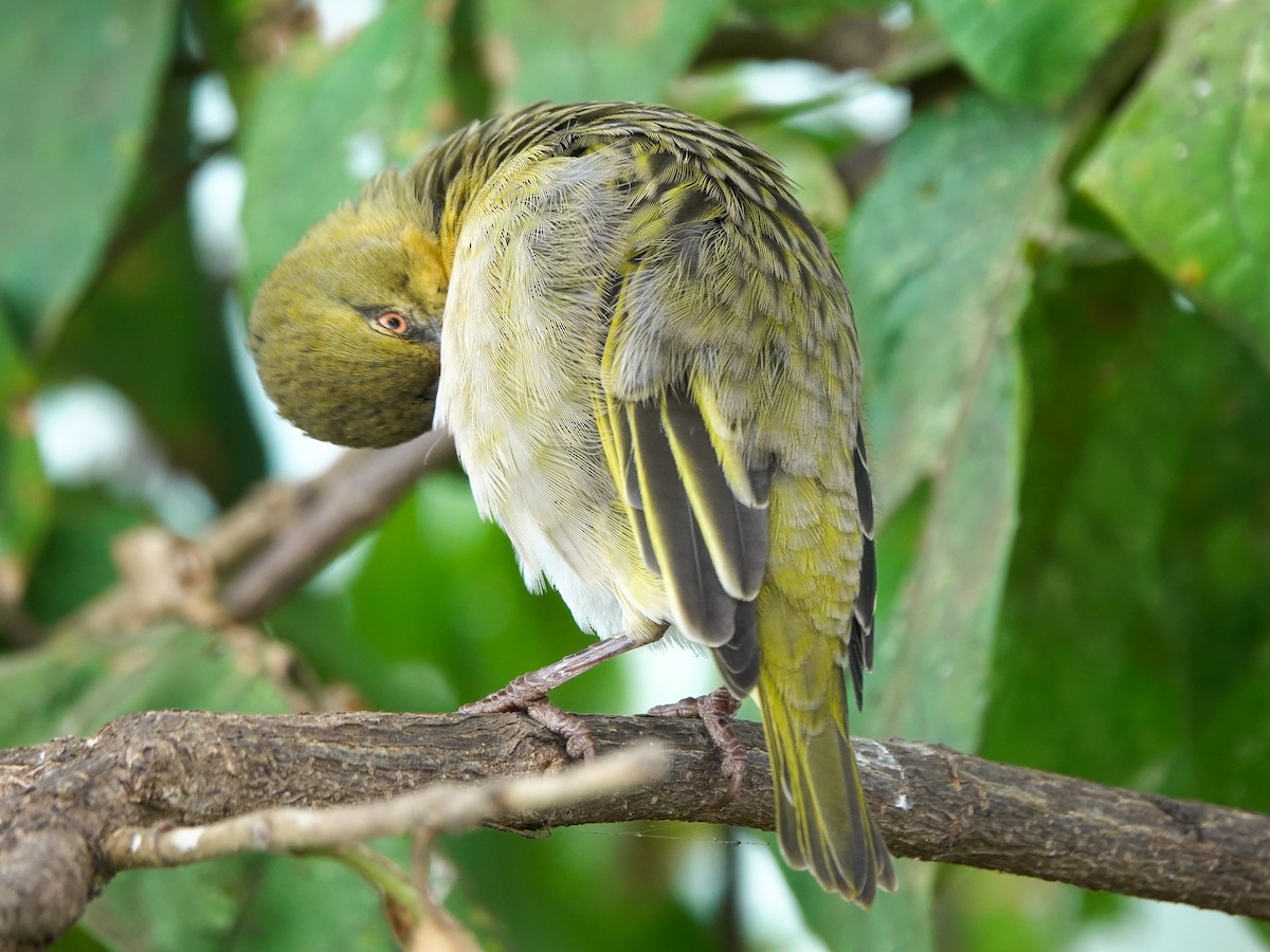 Speke's Weaver - ML622708734